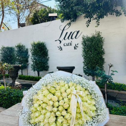 100 White Roses (Baby Breath Around)