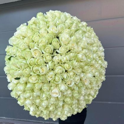 300 White Roses