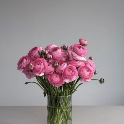 Ranunculus (In A Vase)